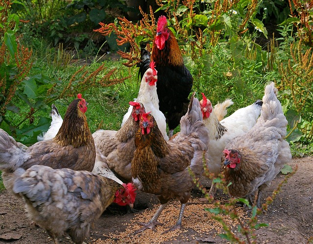 Free range chickens.