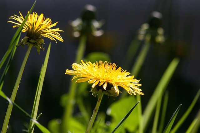 Field of dandelions and other medicinal weeds