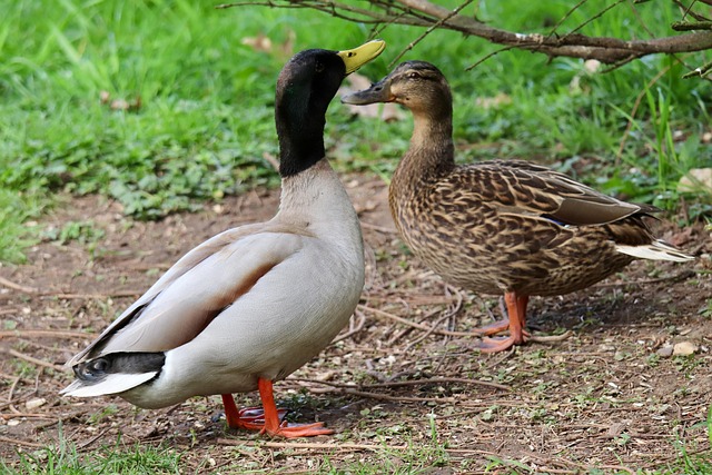 Free range ducks on the run.