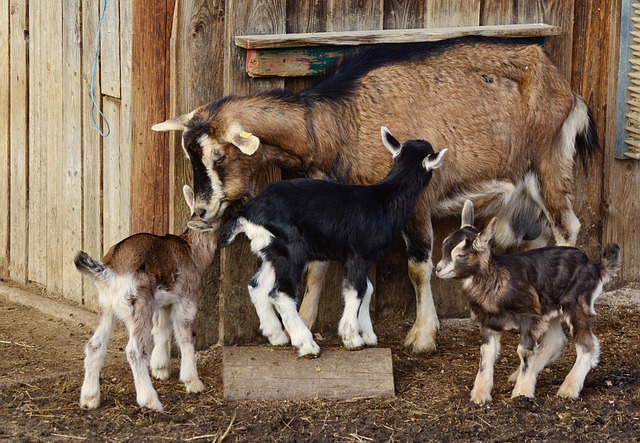 Baby goats and mum.