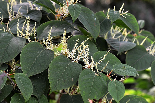 Japanese knotweed plant showing edible shoots