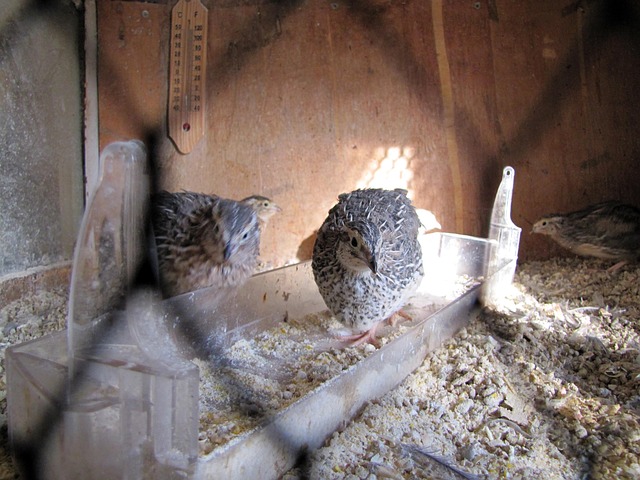 Quail in nesting box.