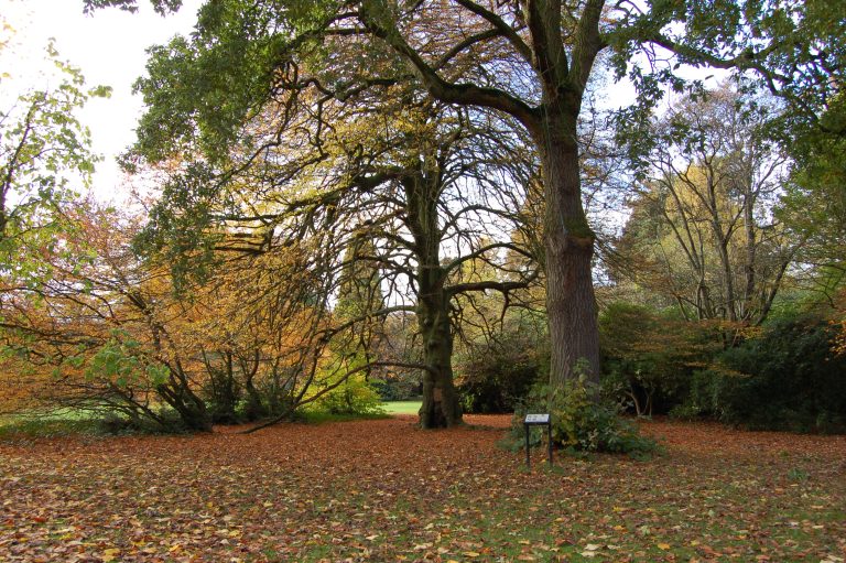 The Spirit of Trees: Myth, Meaning, and the Wisdom of the Woodlands