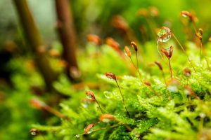 Sphagnum Moss, often called Bog Moss or Peat Moss, is one of Britain's most remarkable yet overlooked plants.