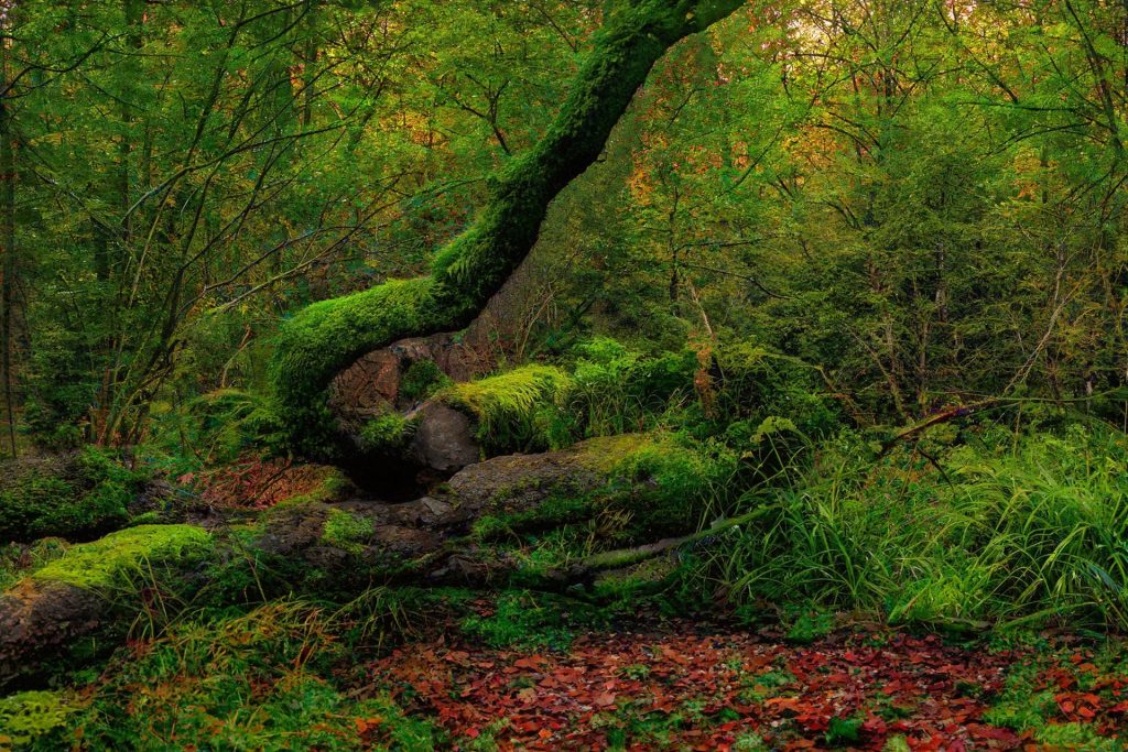 Dense, old-growth forest with sunlight filtering through the canopy, illuminating the vibrant green moss coating the tree trunks.