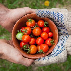 Home grown cherry tomatoes