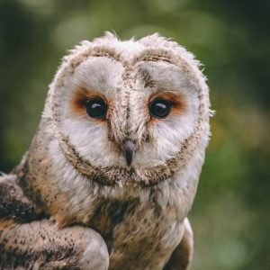 Barn-Owl-1024x1024