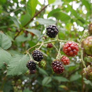 Blackberry-bush