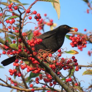 Black eating red berries