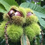 Chestnuts-on-tree