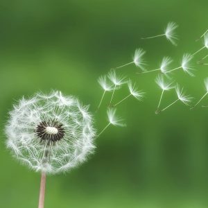 Dandelion seeds blowing in the wind