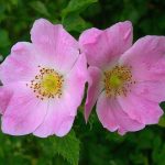 Dog Rose