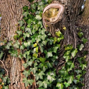 English Ivy Tree