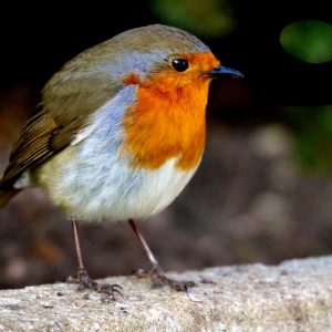 A curious Robin red breast