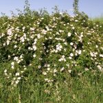 Rosehip Bush