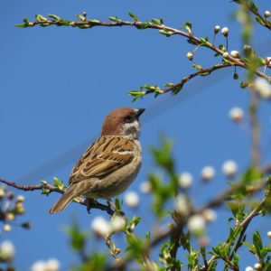 Common house sparrow on branches Sparrow