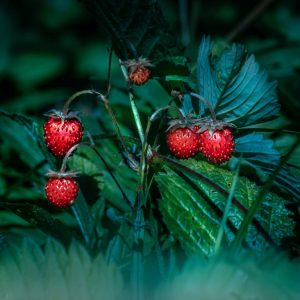 Delicious Wild Strawberries