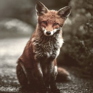 Manchester's Urban Fox