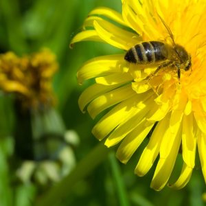 Bee collecting pollen from Dandelion