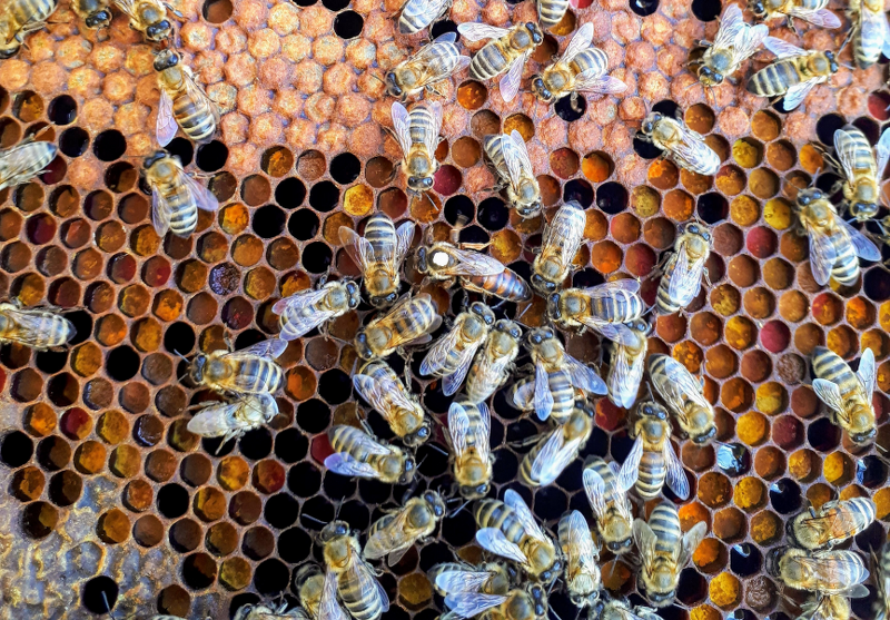 Wythenshawe Bee Club