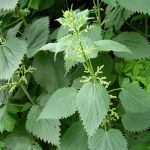 Stinging Nettles