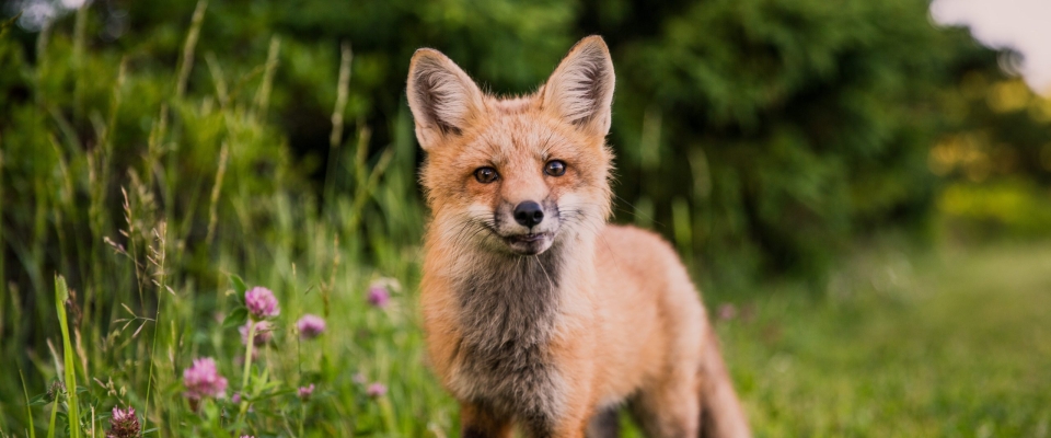 Fox looking very sly with a smirk.