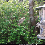 Common Sparrow in Spring time Garden