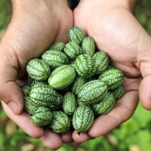 Cucamelon-Fruit