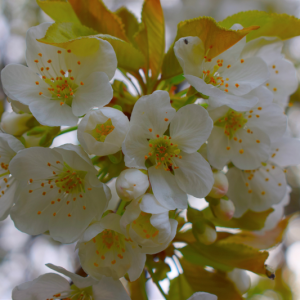 Manchester Soring Blossoms