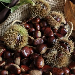 Chestnuts from tree