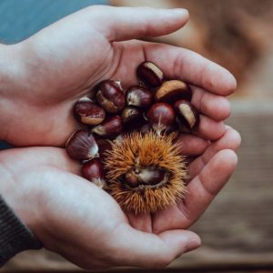 Chestnuts in hand