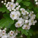 Hawthorn Tree Wild Manchester