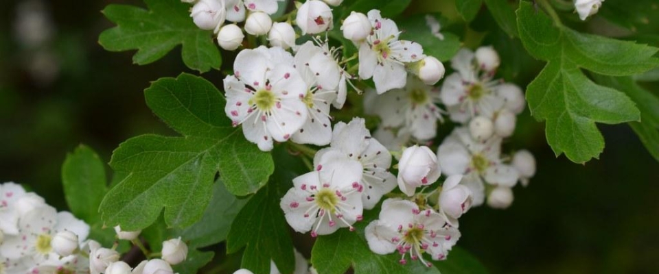 Hawthorn Tree Wild Manchester