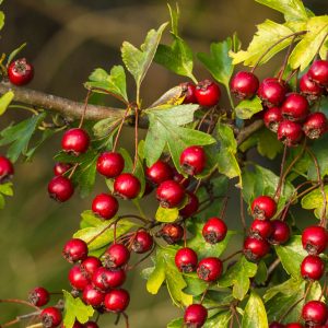 Hawthorn Berries