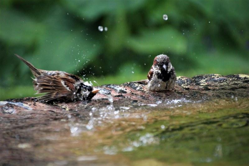 House Sparrow Bathing