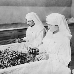 Preparing moss dressings, France, 1918