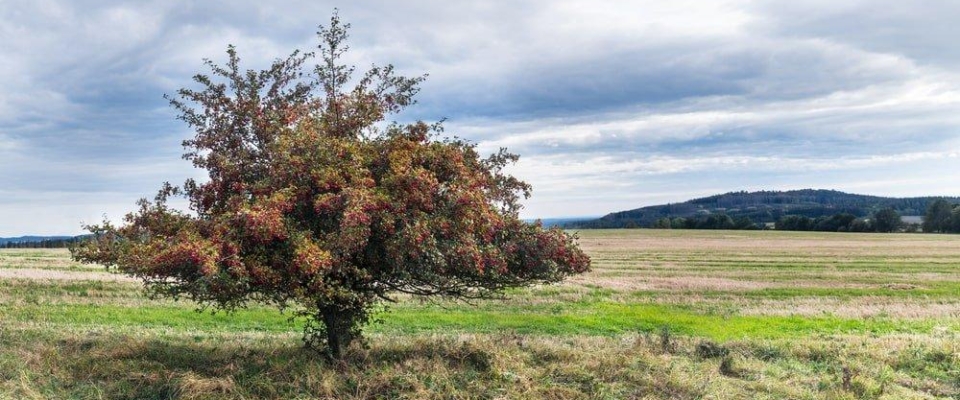 Hawthorn Fairy Tree