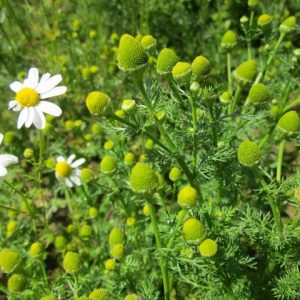 Flowering Pineappleweed