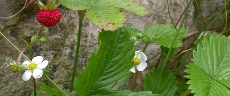 Wild Strawberry