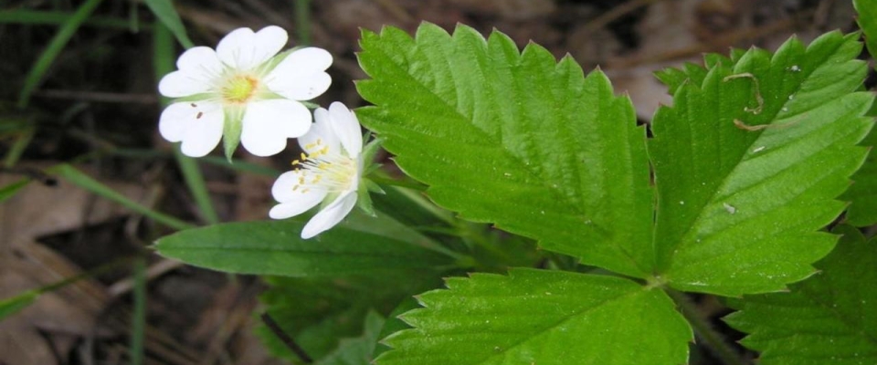 Wild Strawberries Flowers