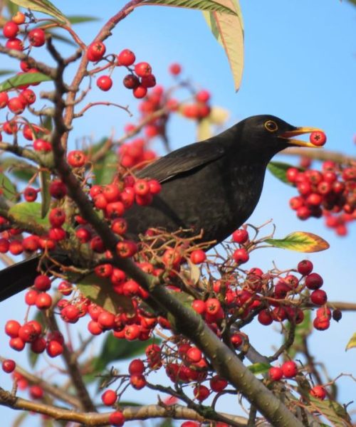 Black eating red berries