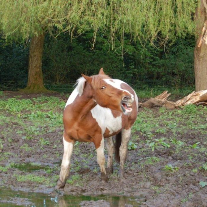 Cheeky-horse-at-Wythensahwe-park