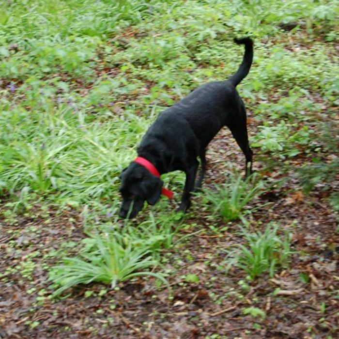 Echo-our-Dog-in-Wythenshawe-woods