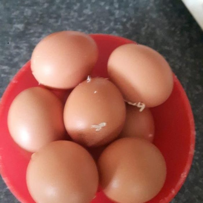 Eggs-from-the-Chickens