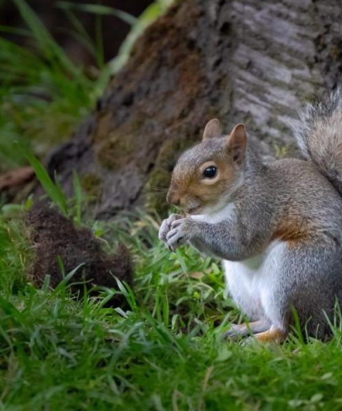 Manchester Wild Life Photo's