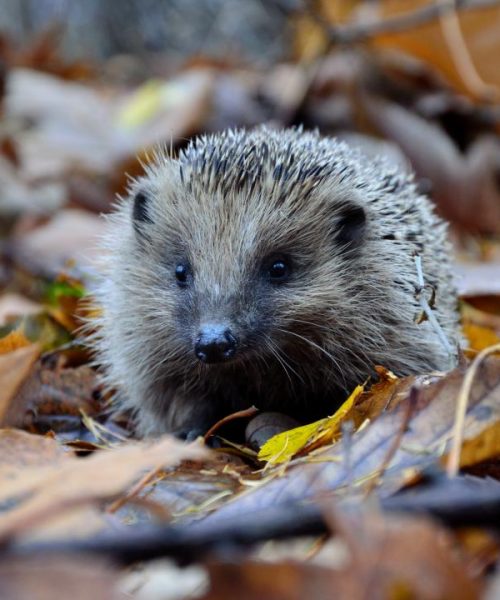 Hedgehog in the woods foraging for food.