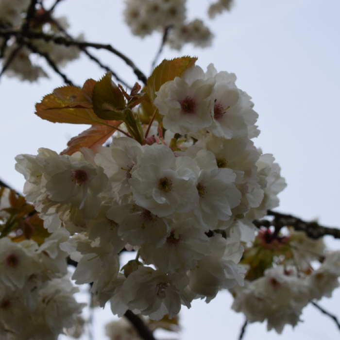 Manchester Soring Blossoms (13)_800x533