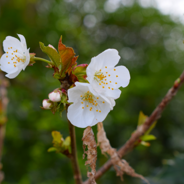 Manchester Soring Blossoms (2)_800x533