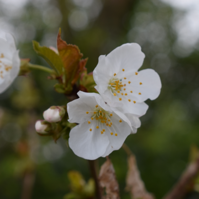 Manchester Soring Blossoms