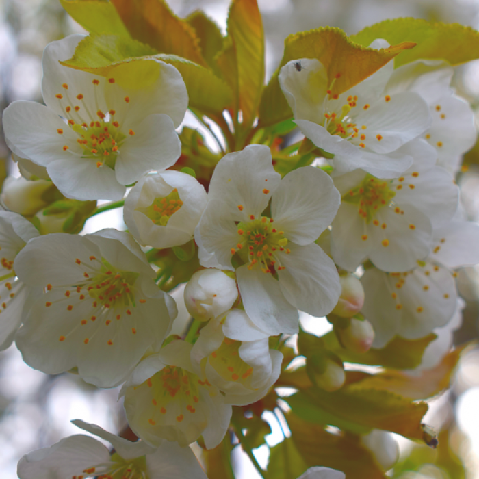 Manchester Soring Blossoms (5)_800x533